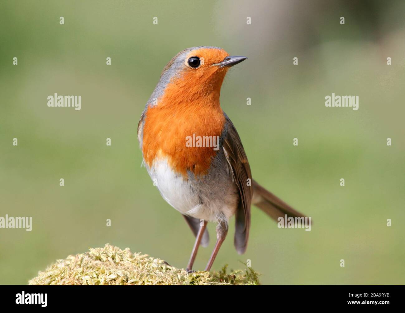 Robin Erithacus rubecula, Aberdeenshire Foto Stock
