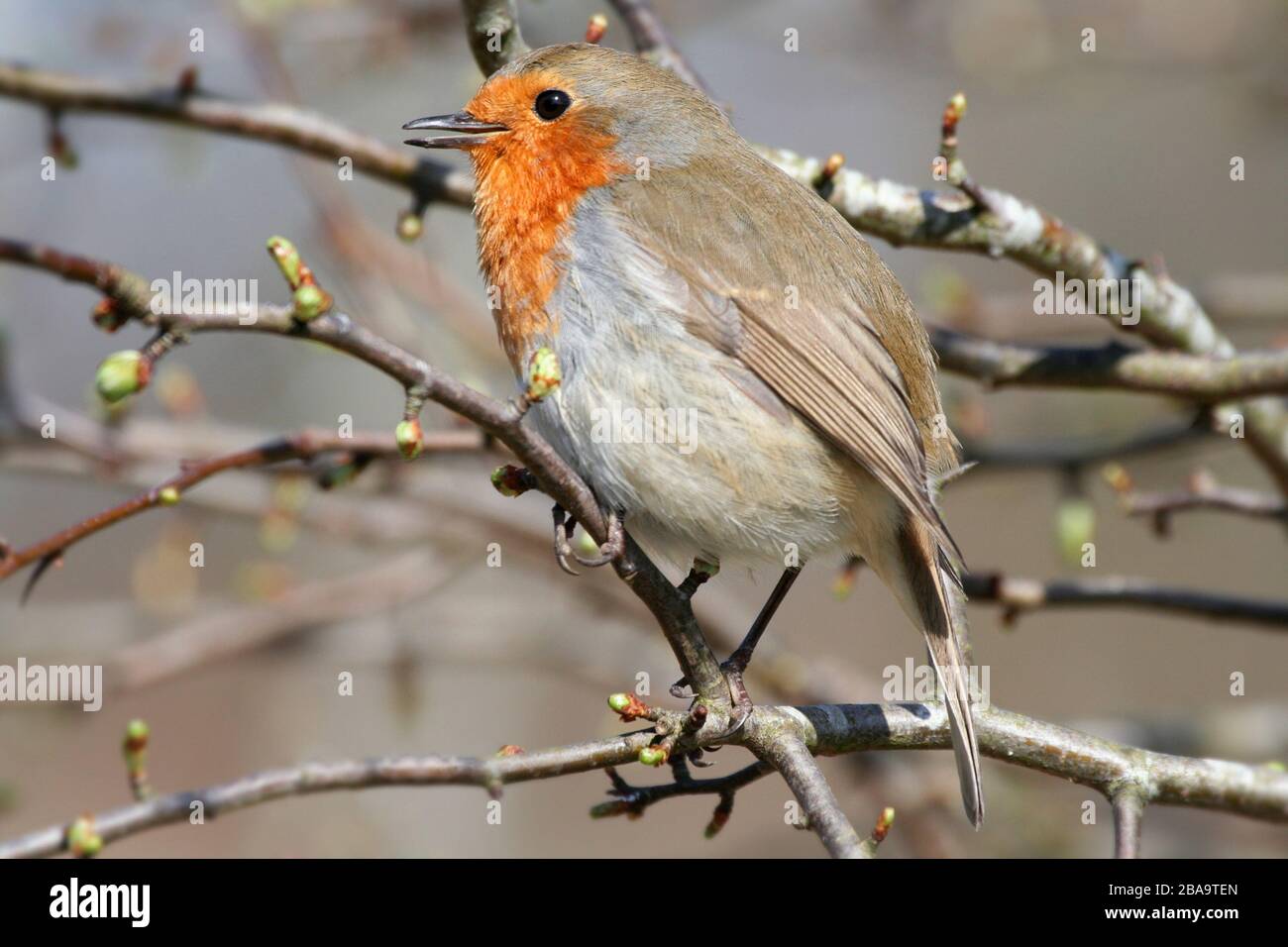 Robin Erithacus rubecula, cantando nella macchia di biancospino, Aberdeenshire Foto Stock