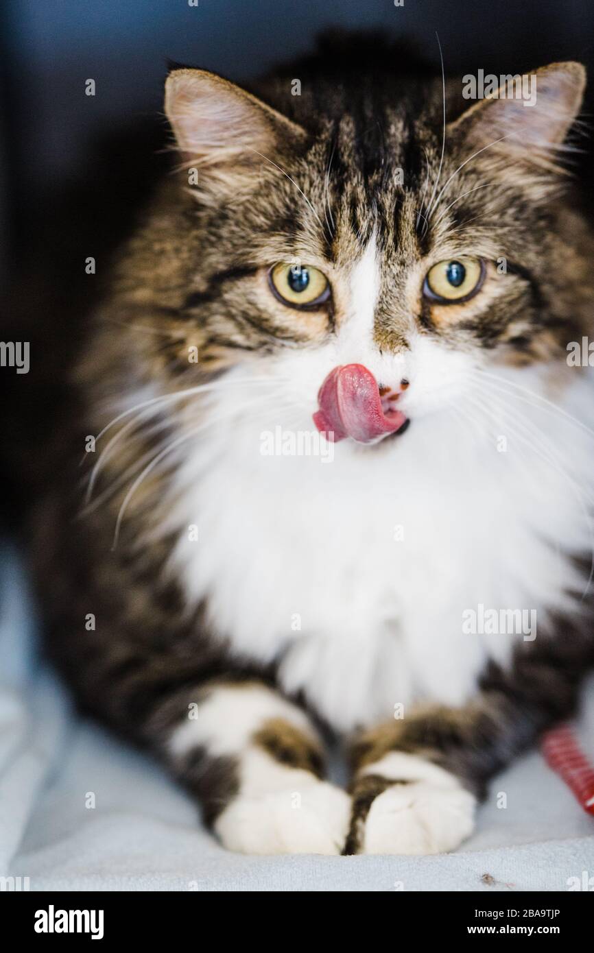 Gatto soffice con una lunga linguetta che sporge Foto Stock