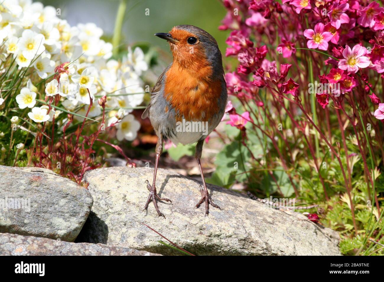 Robin Erithacus rubecula, nel giardino di rockery, Aberdeenshire Foto Stock