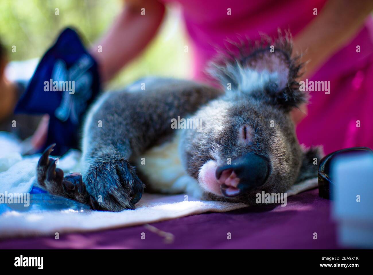 Un koala è sotto anestesia dopo aver avuto un intervento chirurgico salvavita in un ospedale animale, NSW, Australia Foto Stock