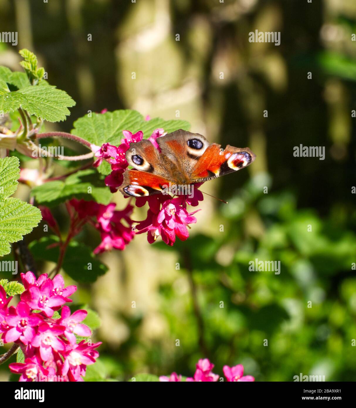 Reveley Lodge Gardens, Herfordshire, Regno Unito . Bella casa vittoriana, giardini e sale da tè. Flora e fauna gloriose. Alveari, stagno e giardino di cucina Foto Stock