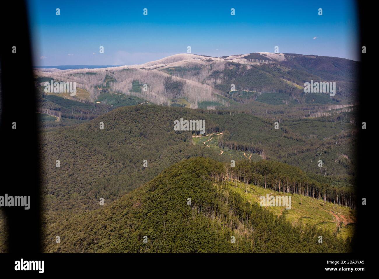Una vasta area di foresta si sta riprendendo velocemente dopo un incendio di bushire strappato attraverso la campagna, Victoria, Australia Foto Stock