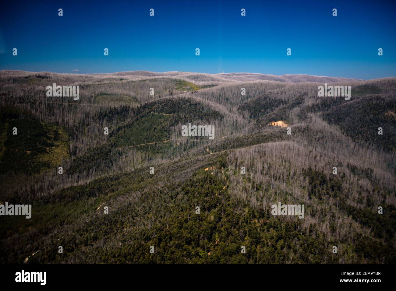 Una vasta area di foresta si sta riprendendo velocemente dopo un incendio di bushire strappato attraverso la campagna, Victoria, Australia Foto Stock