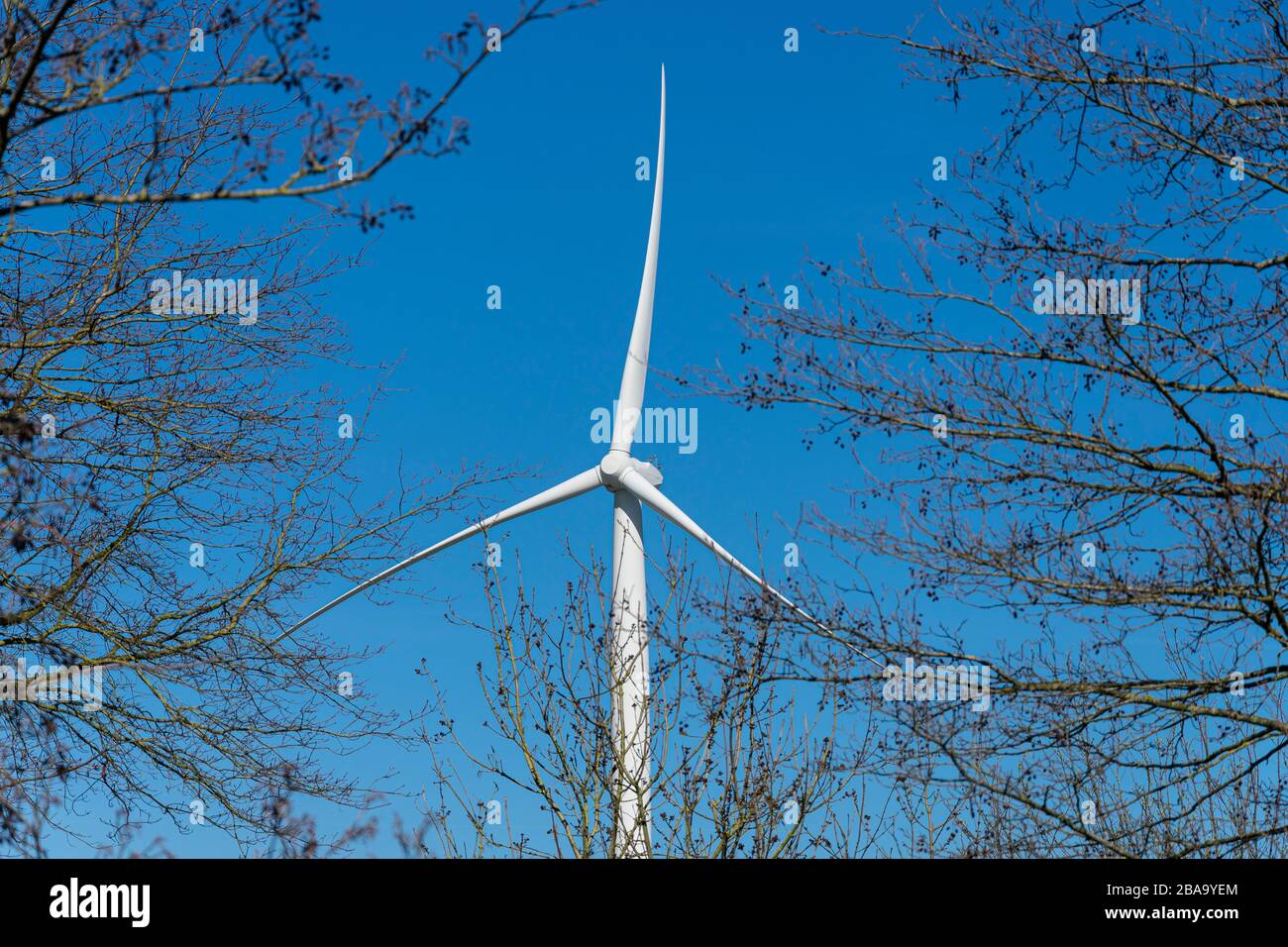 Attraverso i rami degli alberi vediamo un mulino a vento che genera energia con un bel cielo blu sullo sfondo Foto Stock