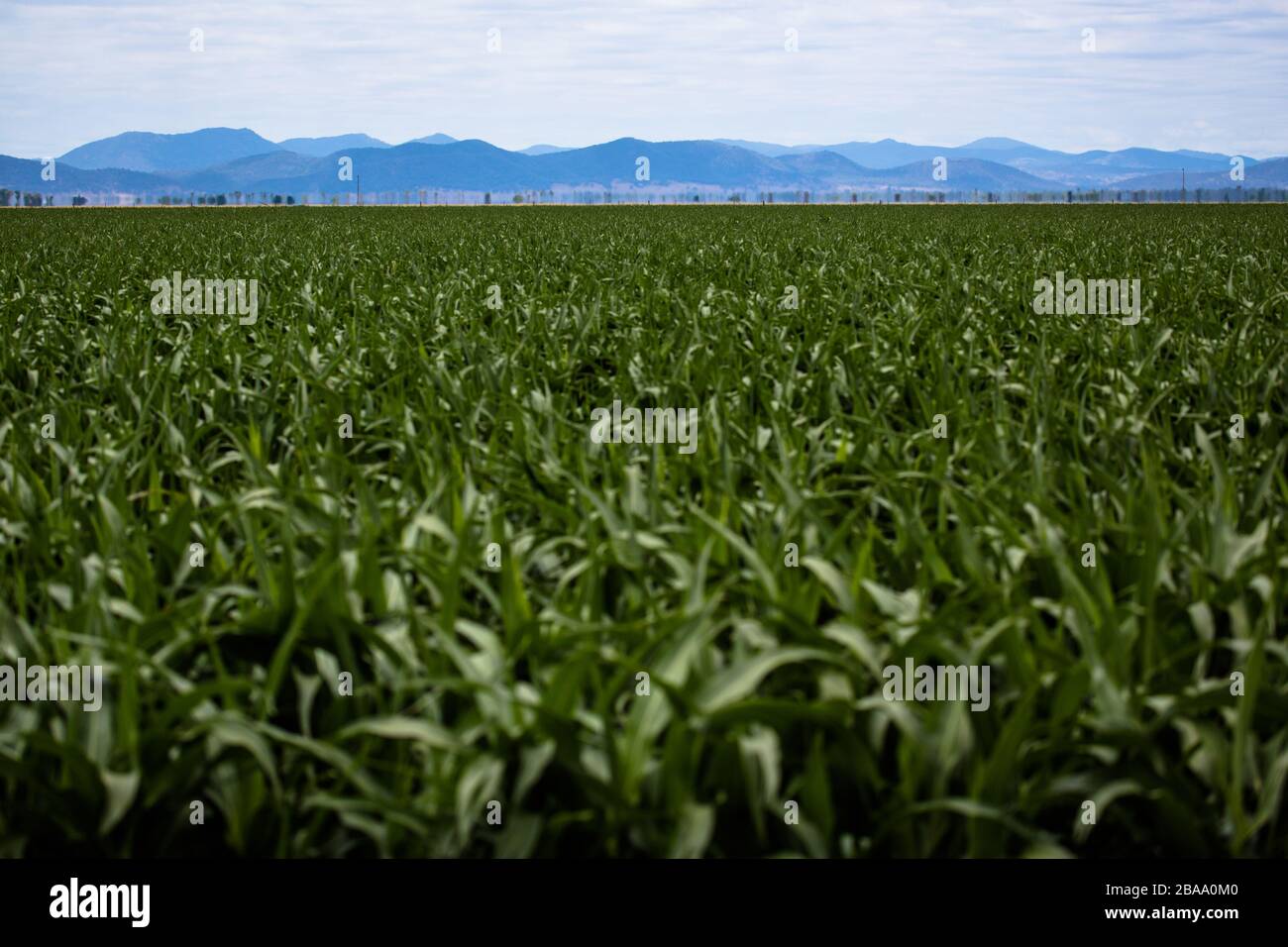 Un campo verde raccolto circondato da montagne nelle pianure di Liverpool, NSW, Australia Foto Stock