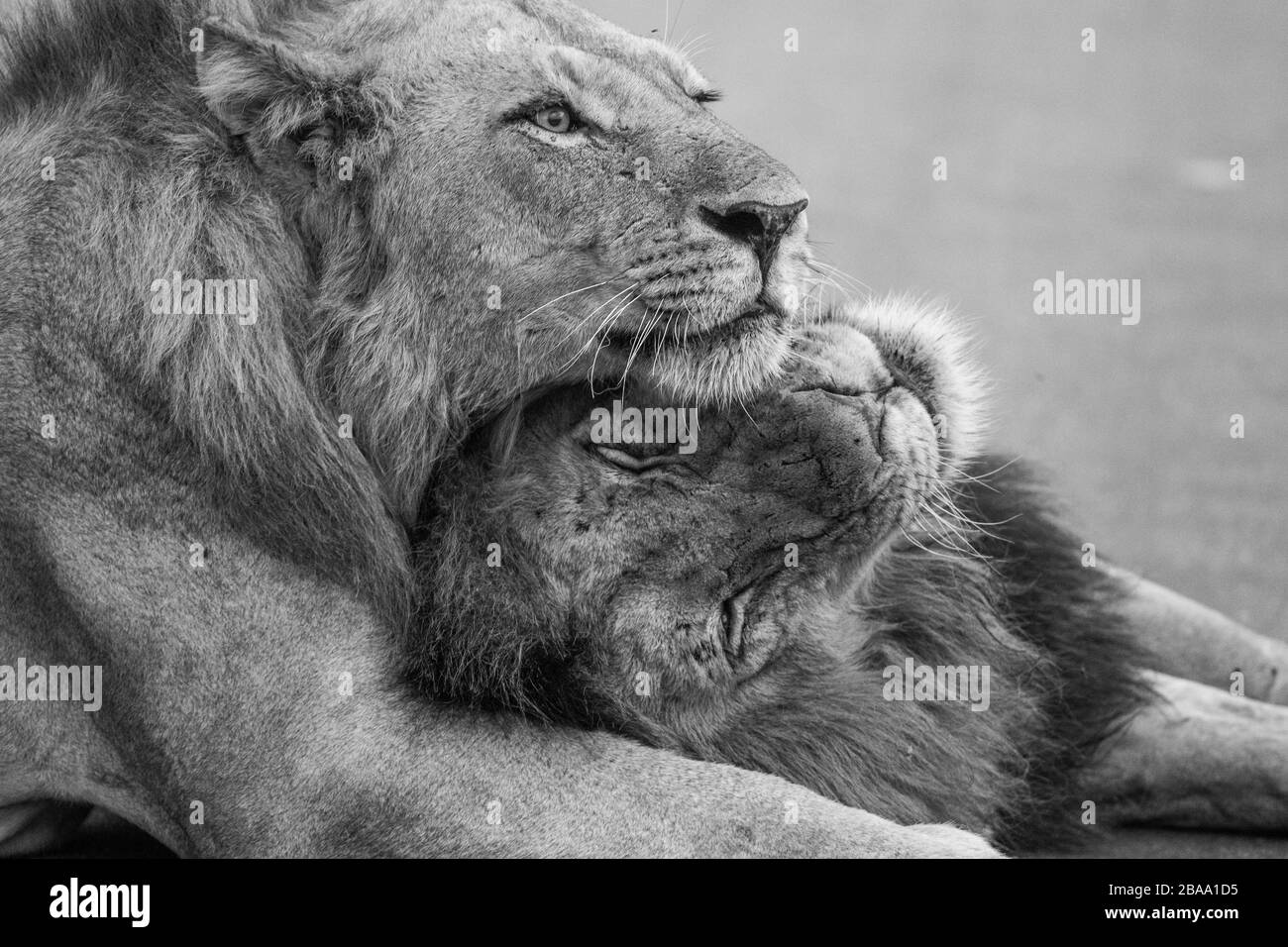 Fratello Leone - Sud africa kruger parco nazionale Foto Stock