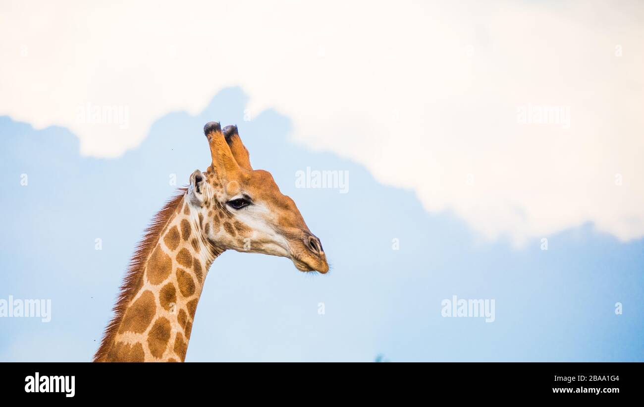 Giraffe su tela - kruger - Sud africa - Big Five Foto Stock