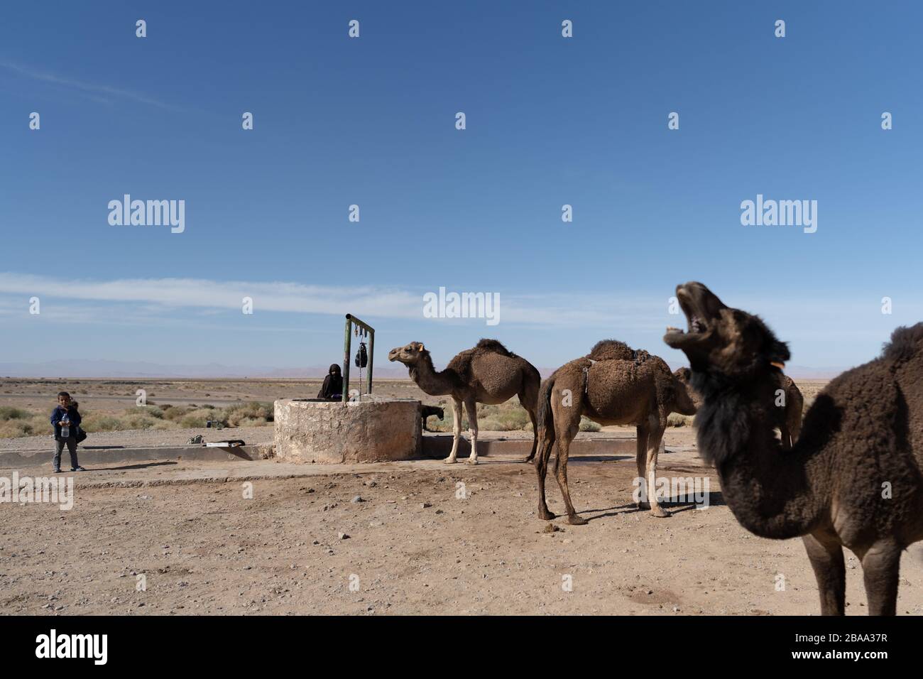 Cammelli a bene con famiglia nomade nel deserto del Sahara Foto Stock