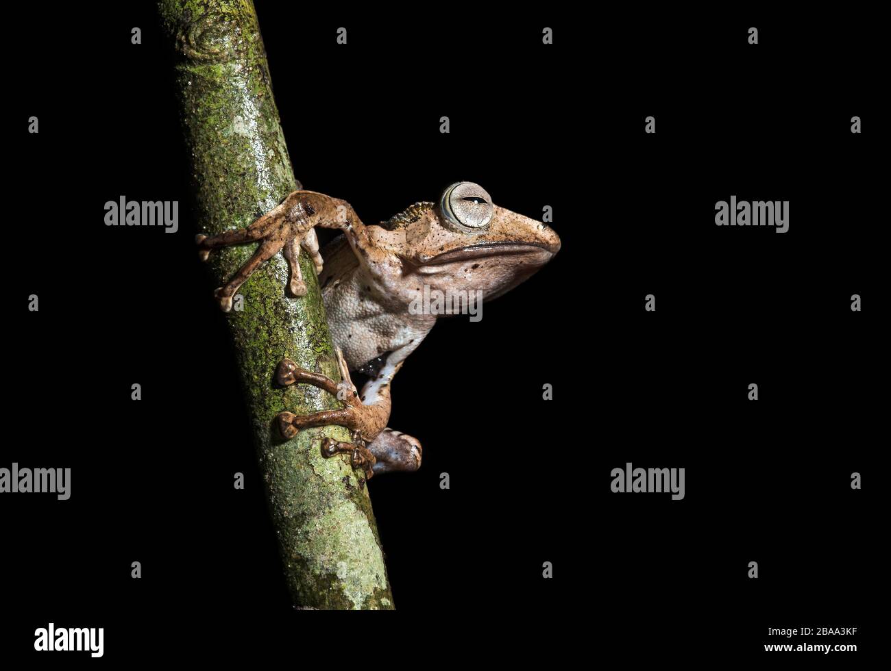 File-eared Tree Frog (Polypedates otilophus), famiglia Rhacophoridae, endemica del Borneo, Kubah National Park, Kuching, Sarawak, Borneo, Malaysia Foto Stock