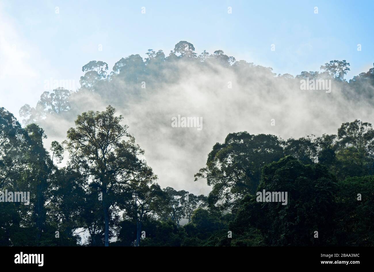 Foresta pluviale di Misty all'alba, Danum Valley Conservation Area, Sabah, Borneo, Malesia Foto Stock