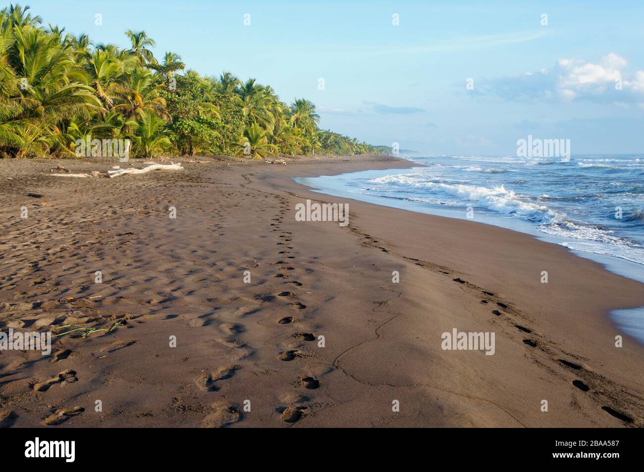 Spiaggia di Tortuguero all'alba sulla costa caraibica del Costa Rica Foto Stock