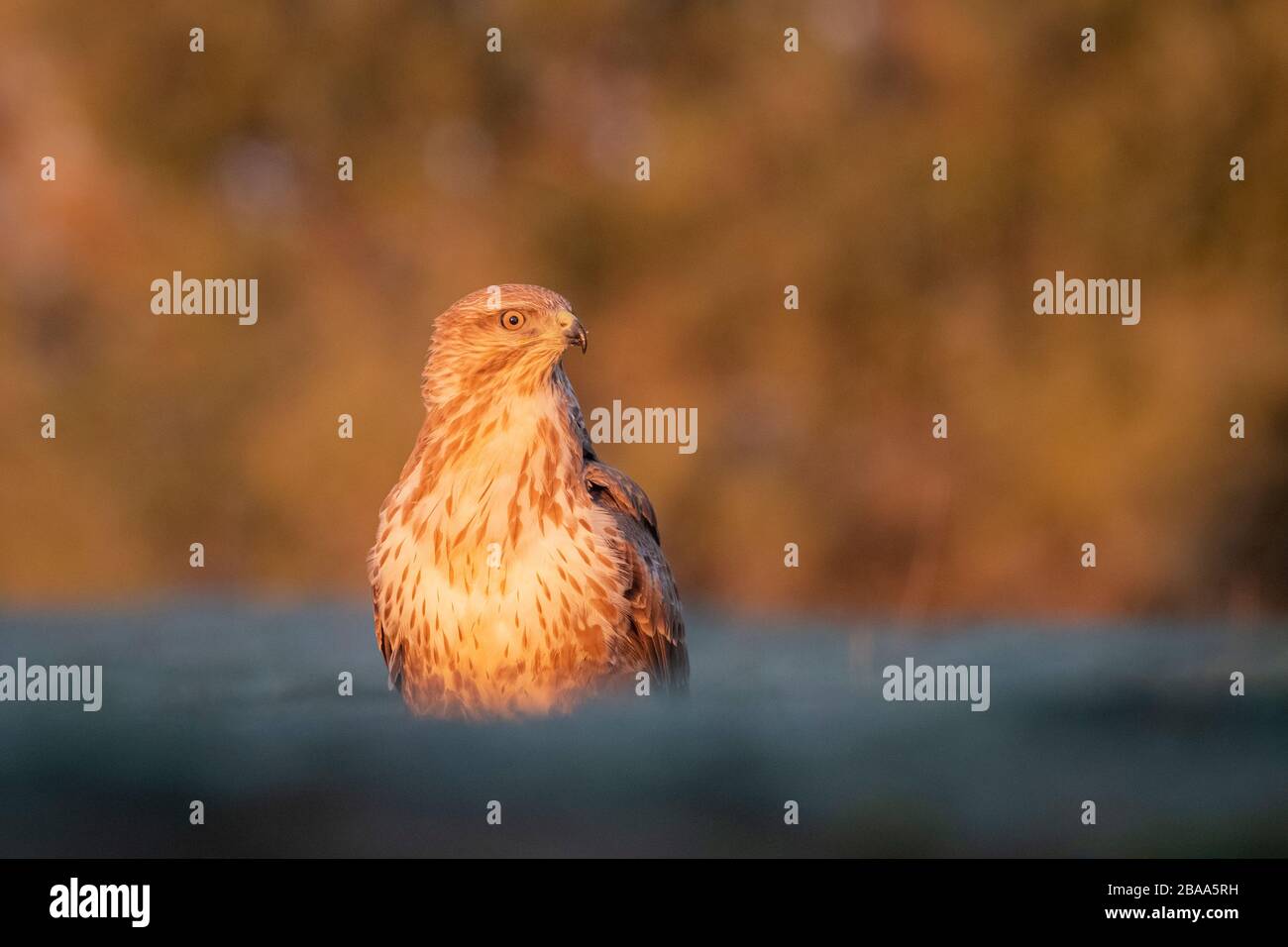 Ritratto Eurasian Buzzard (Buteo buteo) all'alba. Provincia di Lleida. Catalogna. Spagna. Foto Stock