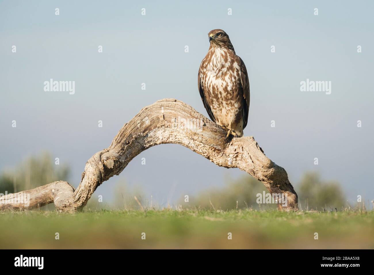 Buzzard eurasiatico (Buteo buteo) arroccato su un albero morto. Provincia di Lleida. Catalogna. Spagna. Foto Stock