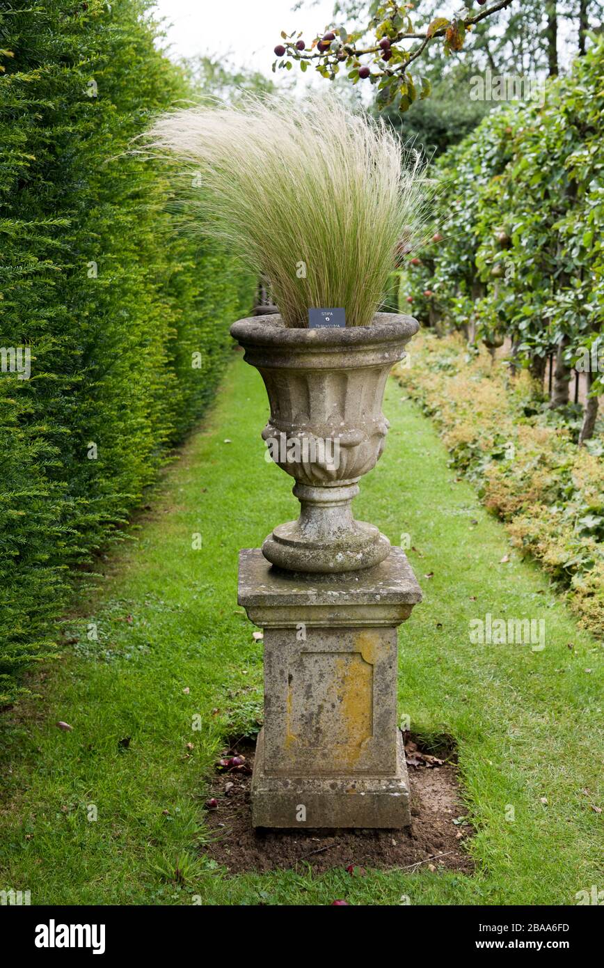 stipa tenuissima (erba di piume messicana) Foto Stock