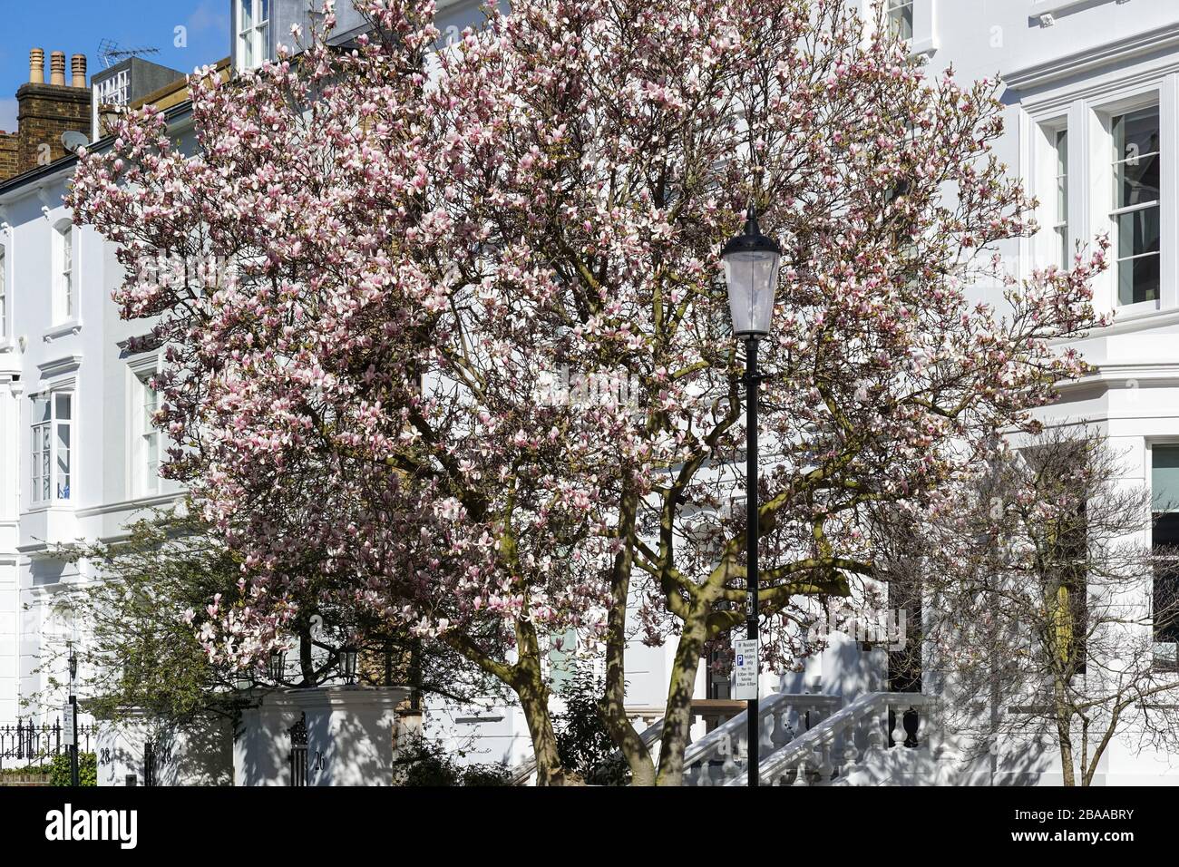 Fioritura dell'albero di magnolia a South Kensington, Londra, Inghilterra, Regno Unito, Regno Unito Foto Stock