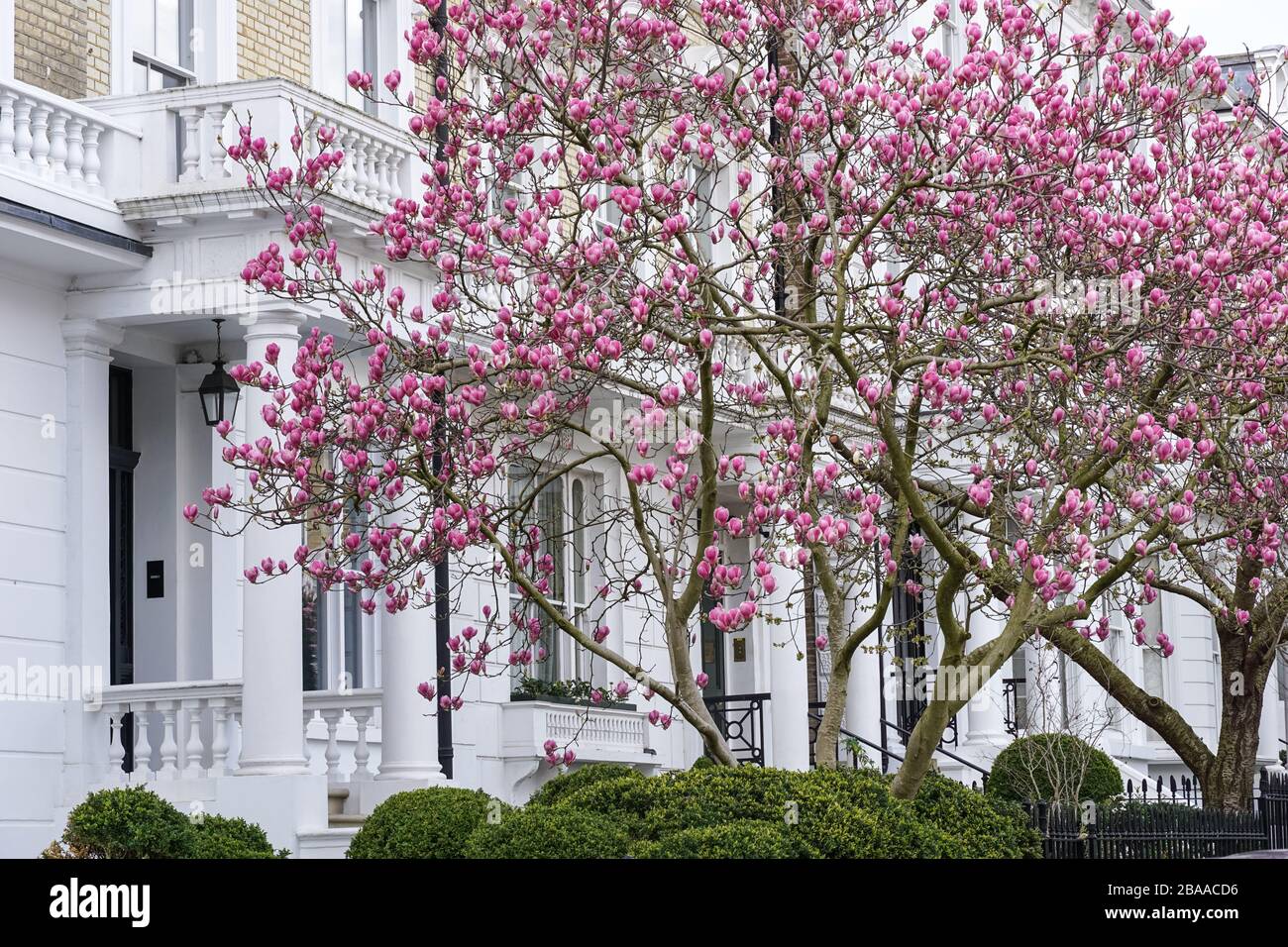 Fioritura dell'albero di magnolia a South Kensington, Londra, Inghilterra, Regno Unito, Regno Unito Foto Stock