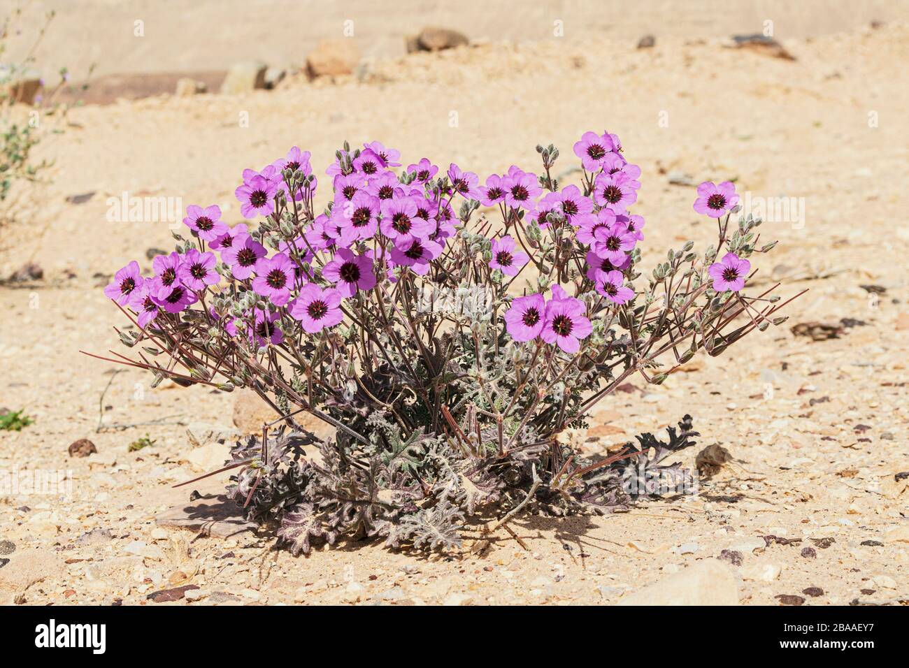 Rigoglioso becco di cicogna del deserto magenta Crassifolium Erodium in piena fioritura nel cratere ramon mahtesh in israele su uno sfondo sfocato del deserto San beige Foto Stock