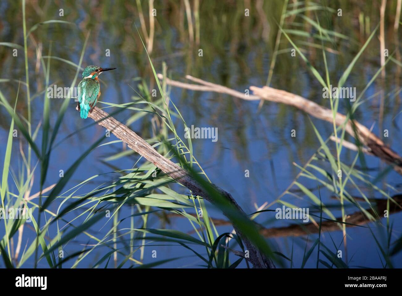 Una blauet a la Reserva Natural de Sebes. Foto Stock