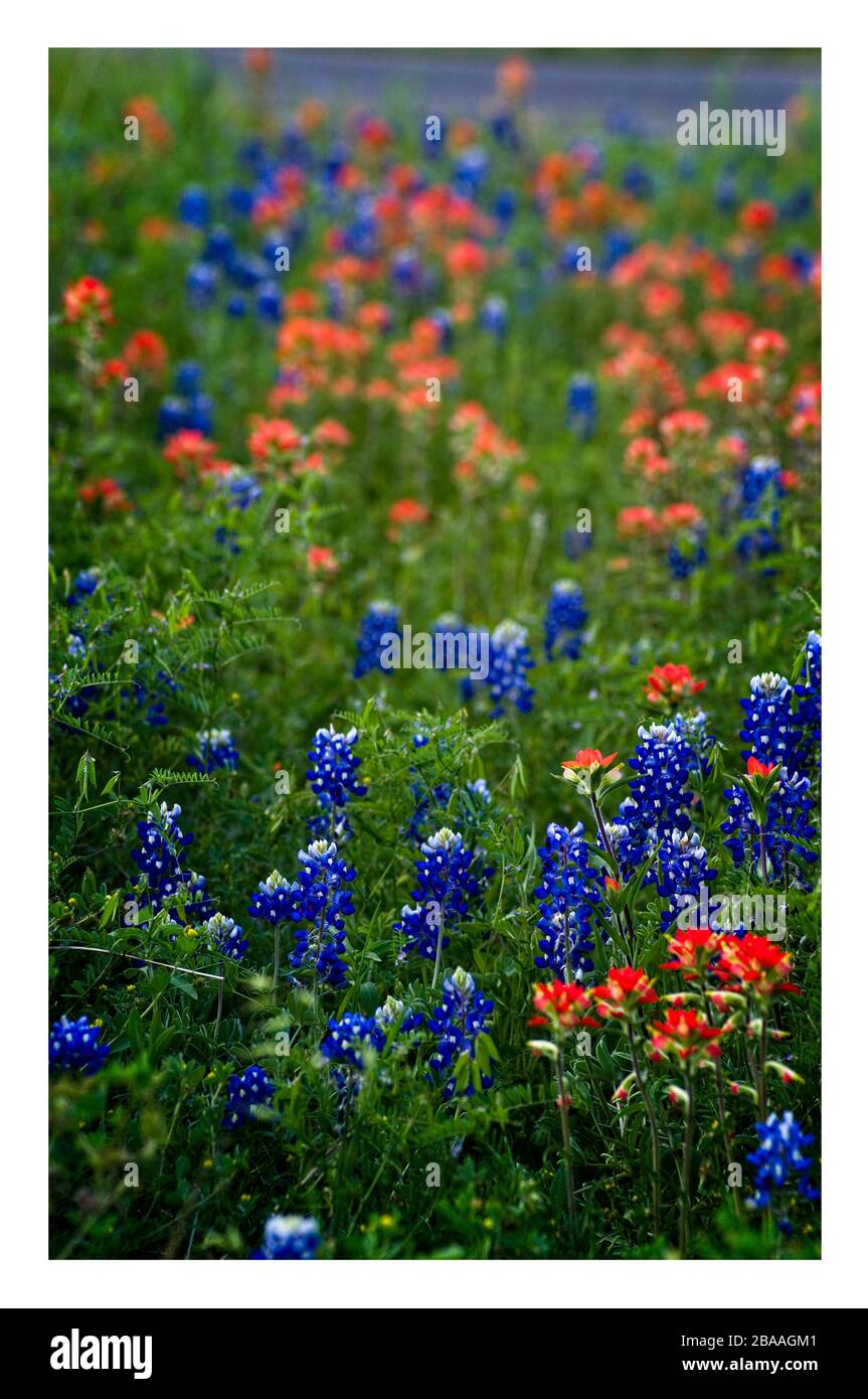 Fiori selvatici primaverili del Texas – bluebonnet e pennelli indiani, su strade rurali Foto Stock