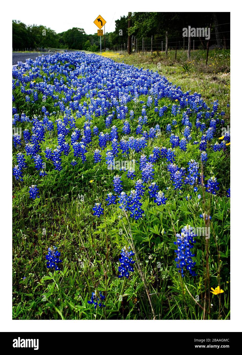 Fiori selvatici primaverili del Texas – bluebonnet e pennelli indiani, su strade rurali Foto Stock
