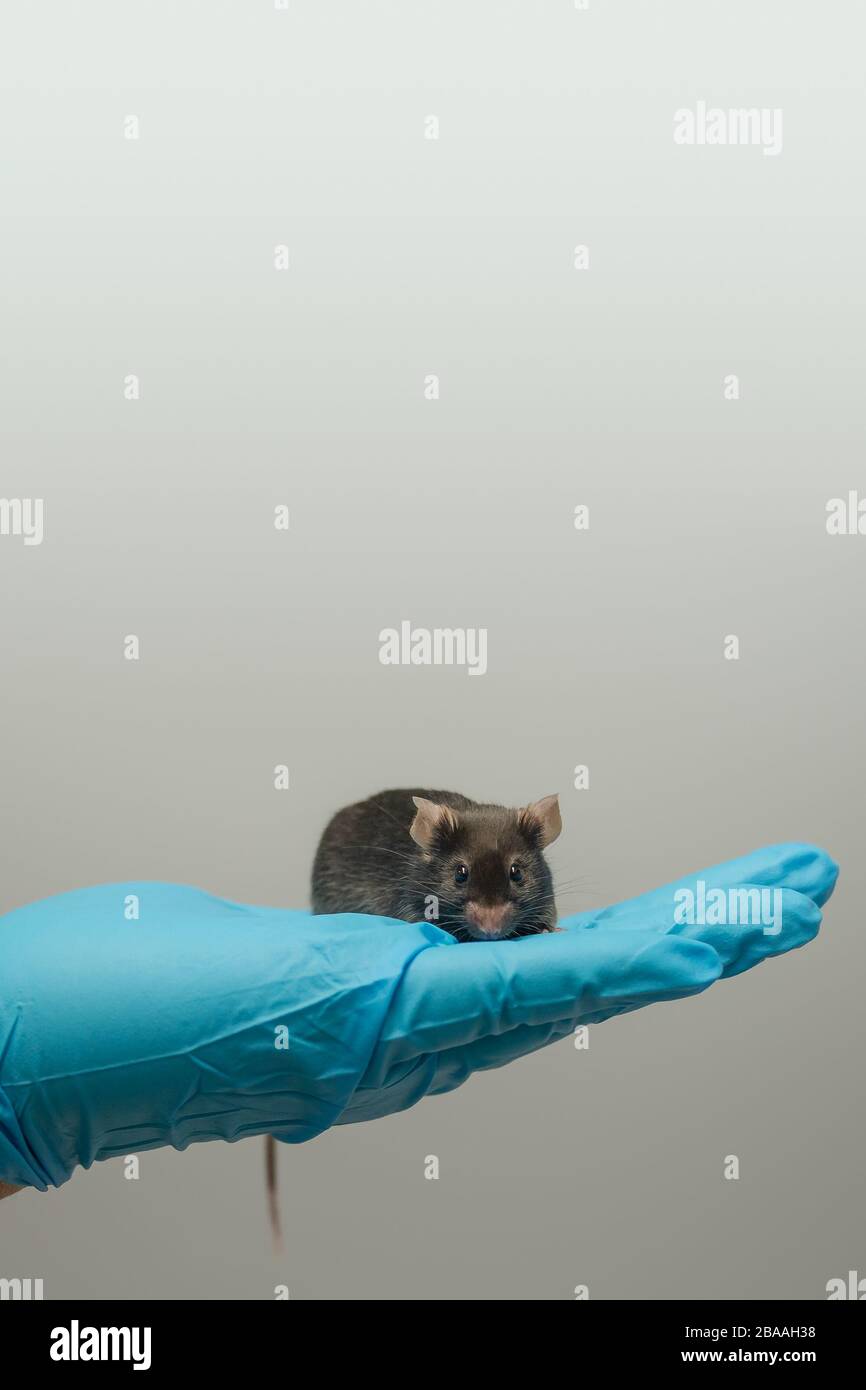 Il mouse nero da laboratorio è seduto a una mano in un guanto blu fresco con sfondo grigio omogeneo Foto Stock