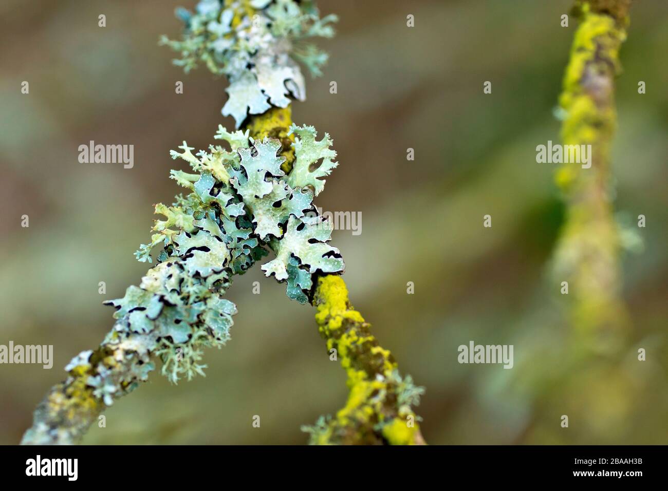 Primo piano che mostra il dettaglio dei licheni sui rami di un albero, principalmente martellato Shield lichen (parmelia sulcata) con Oakmuss (evernia prunastri). Foto Stock