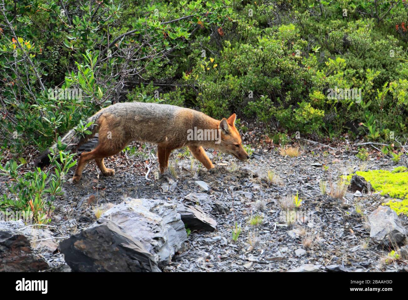 La volpe andina (Lycalopex culpaeus), Parco Nazionale Torres de Paine, Cile, Sud America Foto Stock