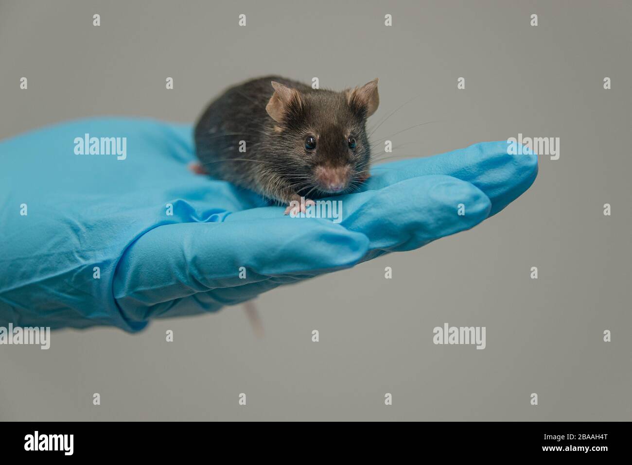 Il mouse nero da laboratorio è seduto a una mano in un guanto blu fresco con sfondo grigio omogeneo Foto Stock