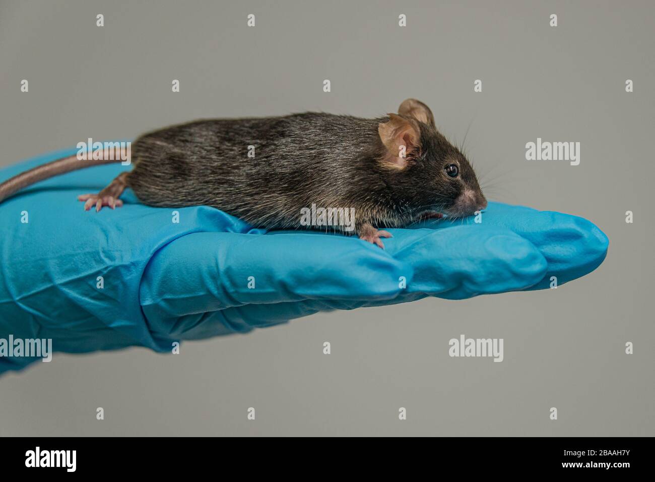 Il mouse nero da laboratorio è seduto a una mano in un guanto blu fresco con sfondo grigio omogeneo Foto Stock