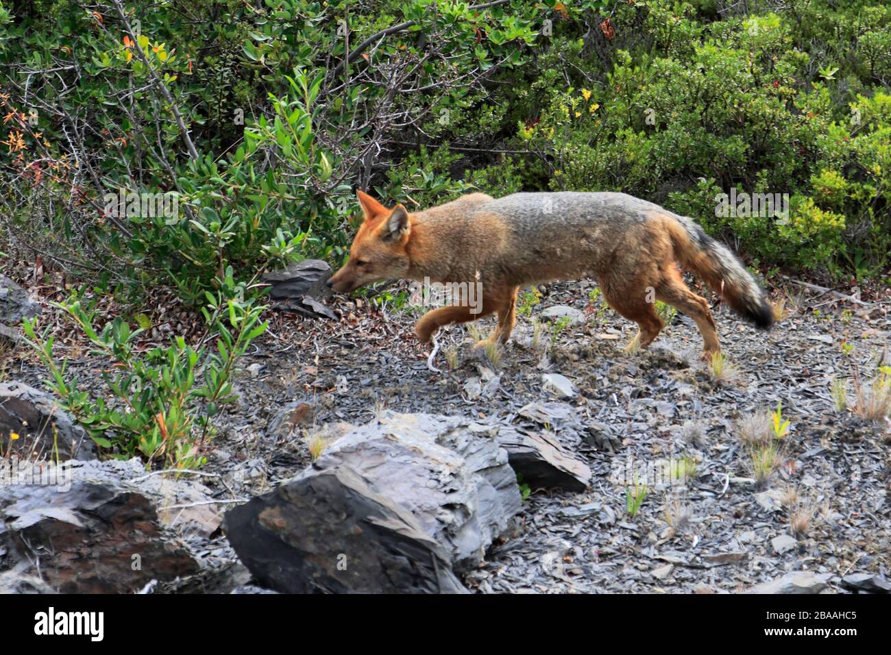 La volpe andina (Lycalopex culpaeus), Parco Nazionale Torres de Paine, Cile, Sud America Foto Stock