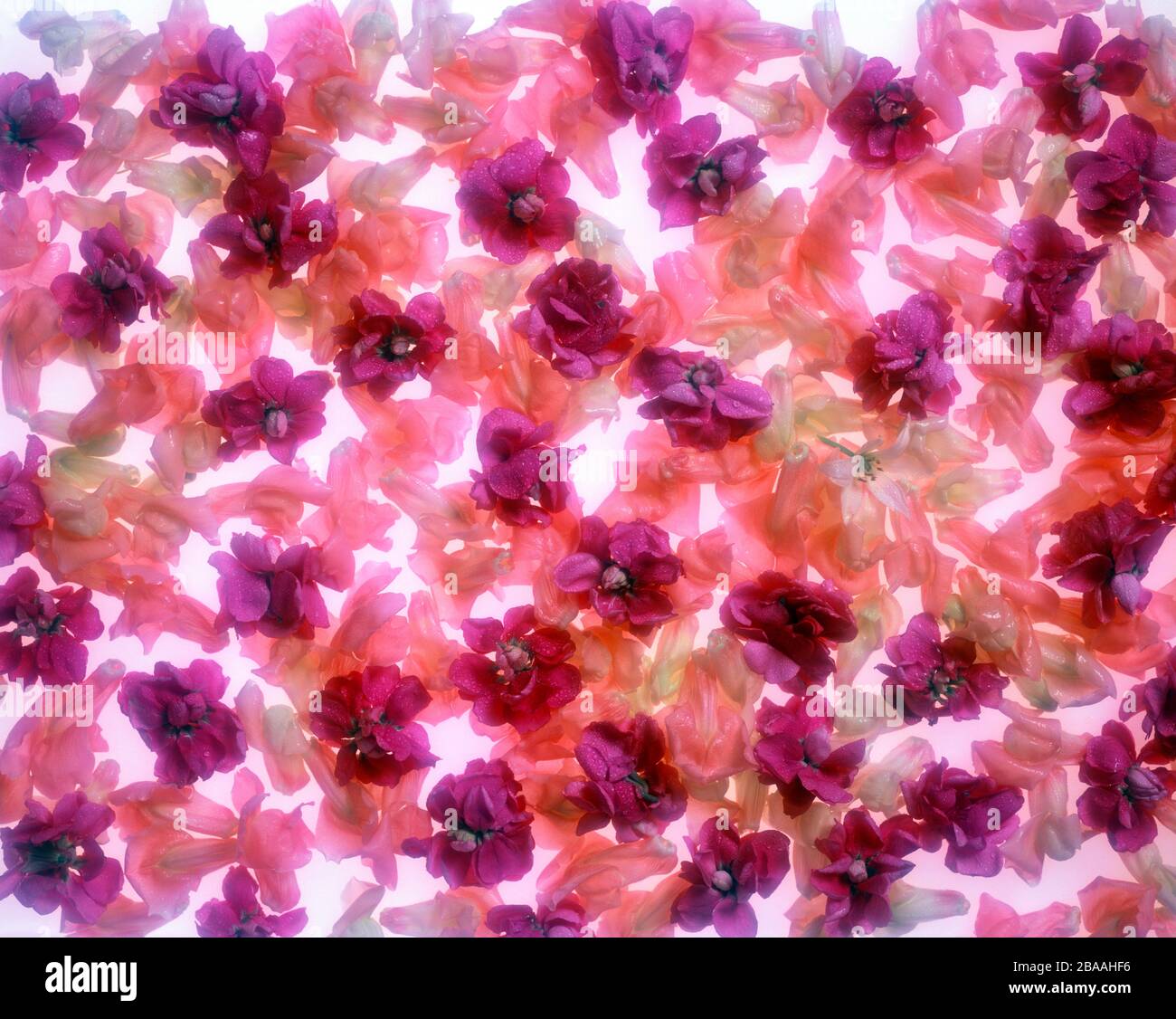 Struttura completa di fiori rosa e viola Foto Stock