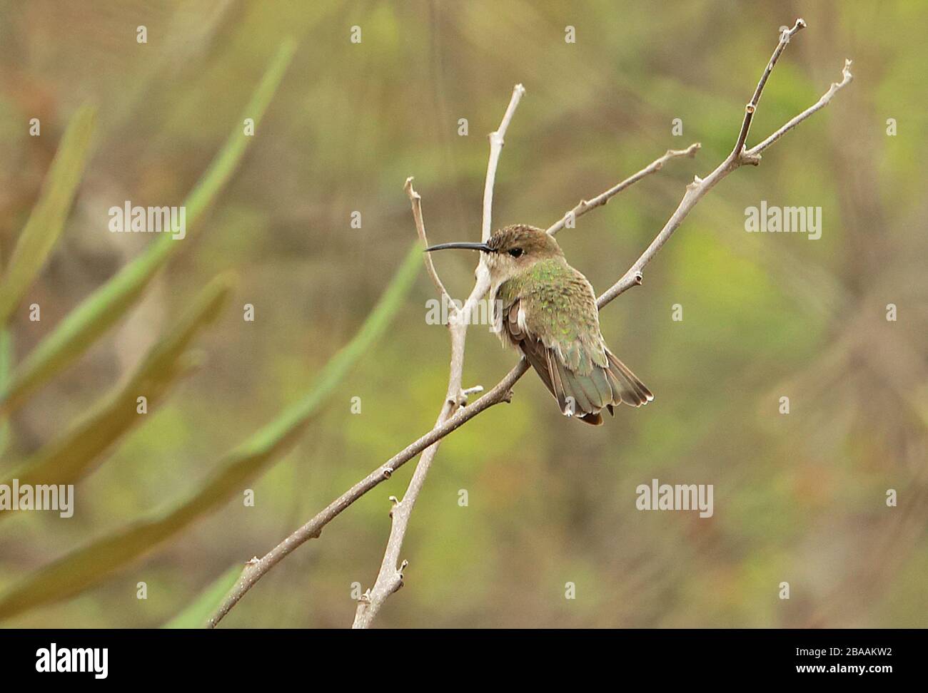 Tumbes Hummingbird (Leucippus bieri) adulto arroccato sul ramoscello Chabarri, Perù febbraio Foto Stock