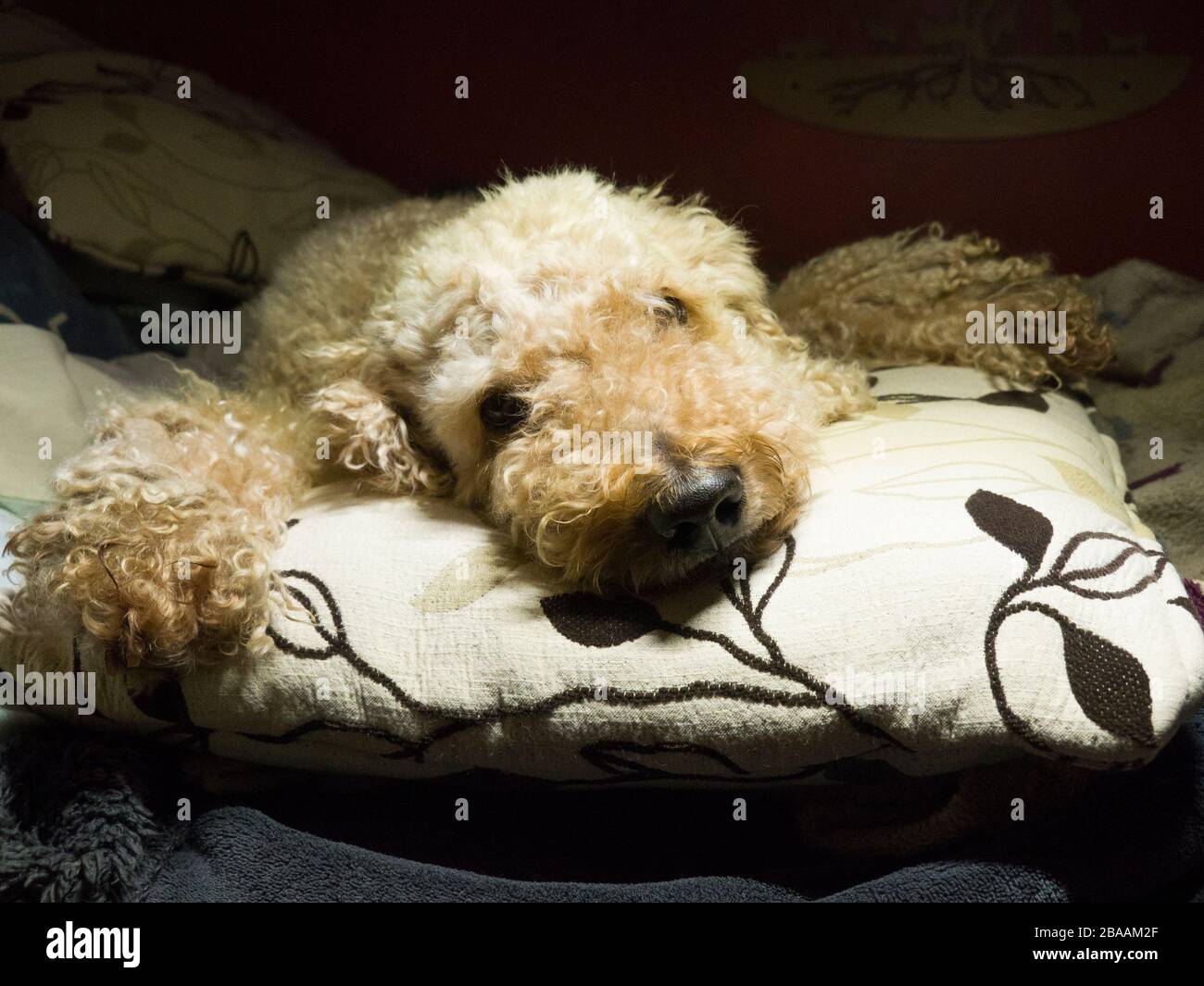 Carino cane che posa su un cuscino, Regno Unito Foto Stock