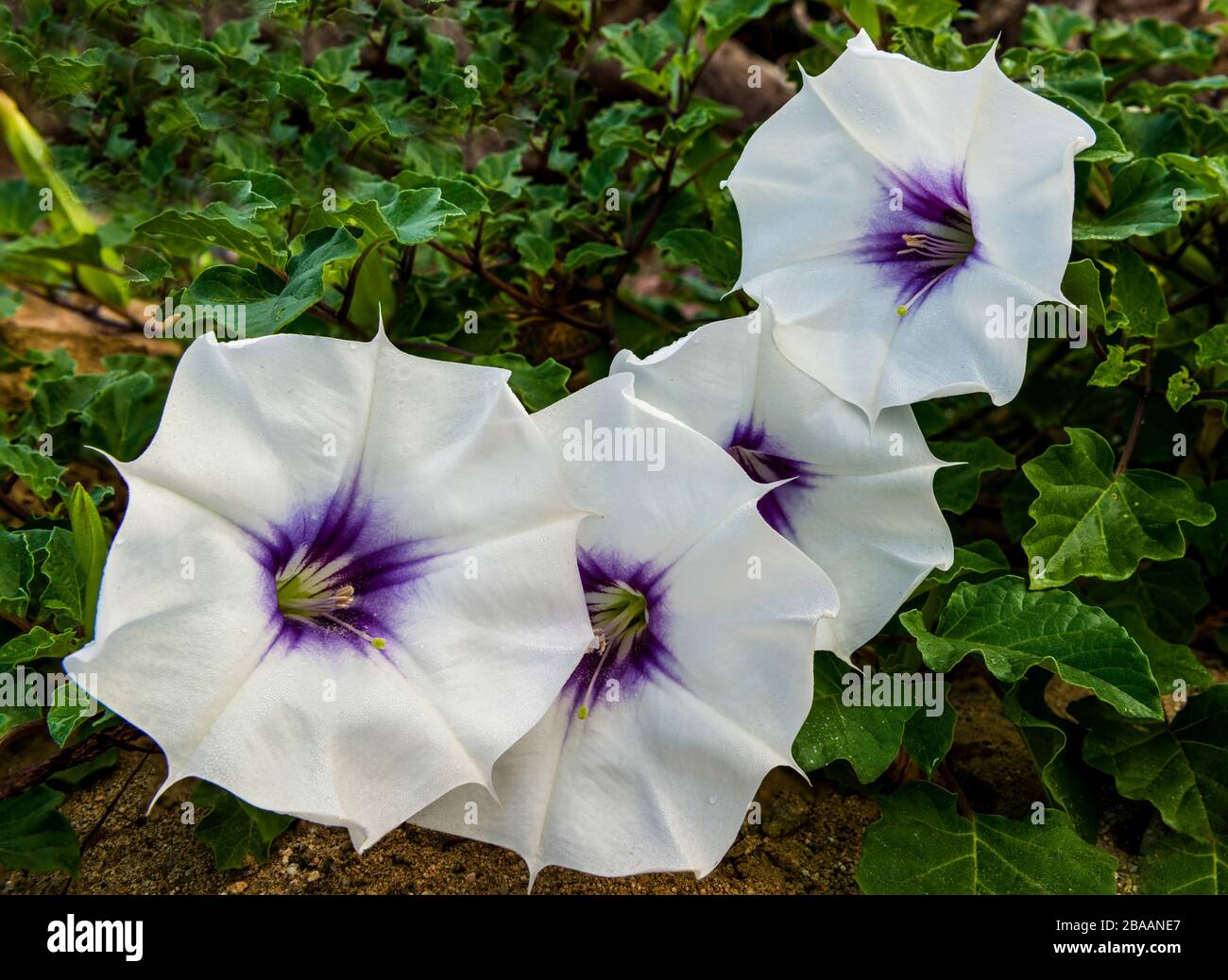 Devils tromba (Datura), Baja California sur, Messico Foto Stock