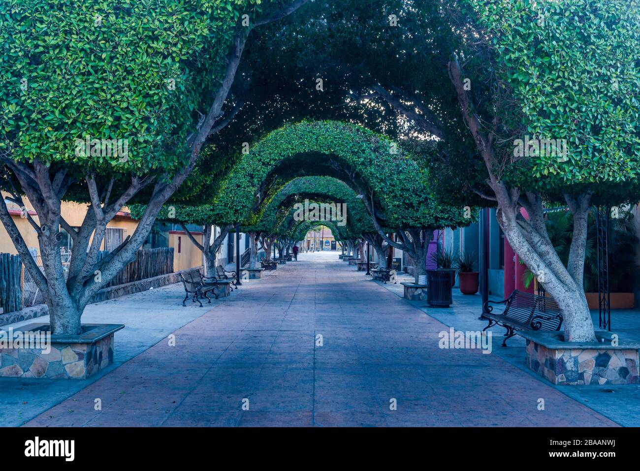 Alberi lungo il sentiero nella piazza della città, Plaza Civica, Loreto, Baja California sur, Messico Foto Stock