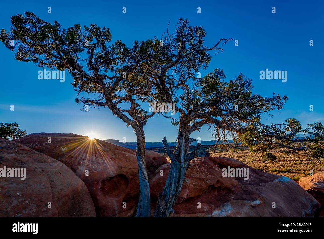 Juniper Tree (Juniperus osteosperma) all'alba, Canyonlands National Park, Utah, Stati Uniti Foto Stock