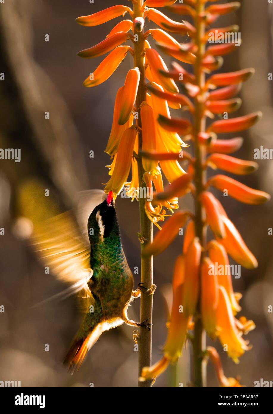 Xantus Hummingbird (Basilinna xantusii) su Aloe vera Flowers (Aloe barbadensis), Baja California sur, Messico Foto Stock