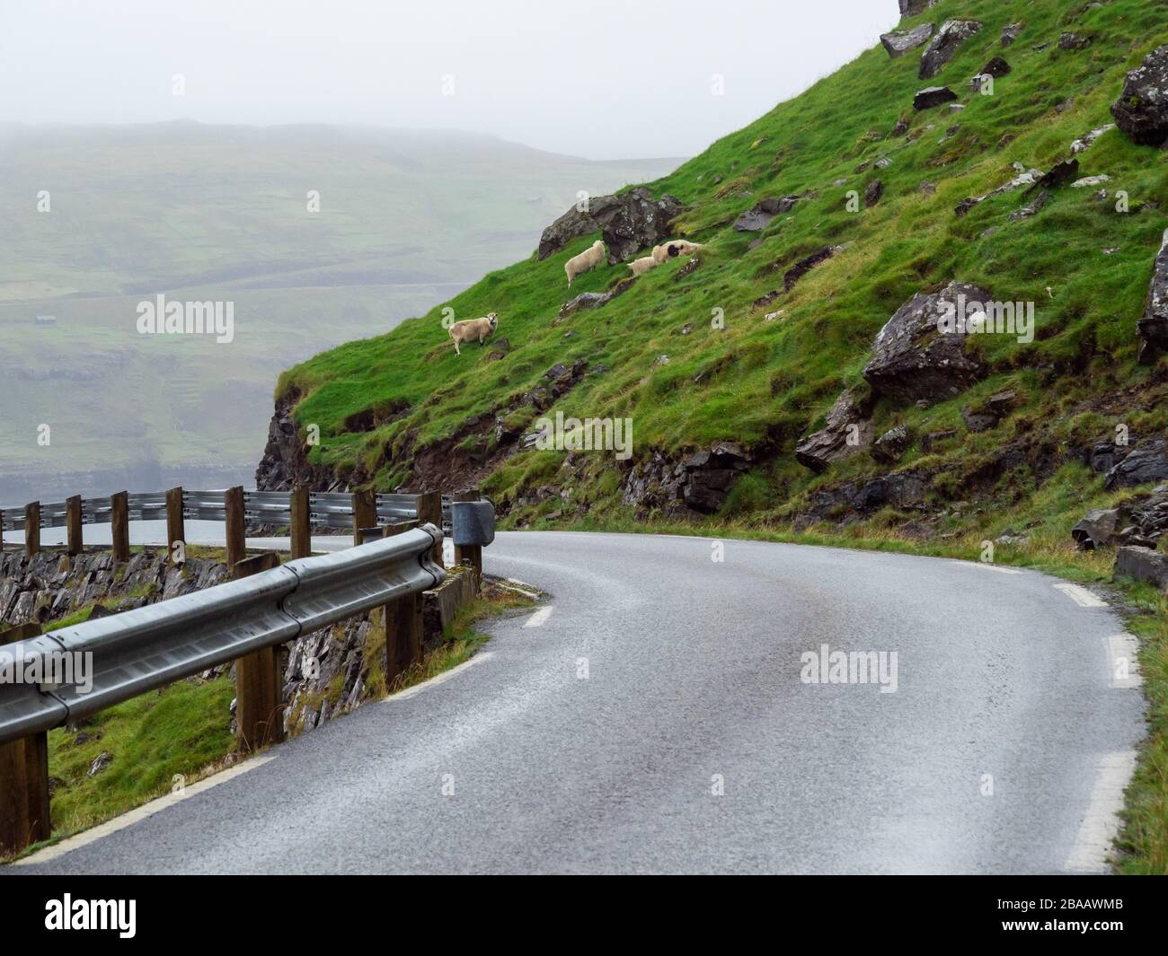 Isole Faroe. Strada tra campi verdi. Sullo sfondo si arrampicano le pecore sul pendio. Paesaggio frizzante. Foto Stock