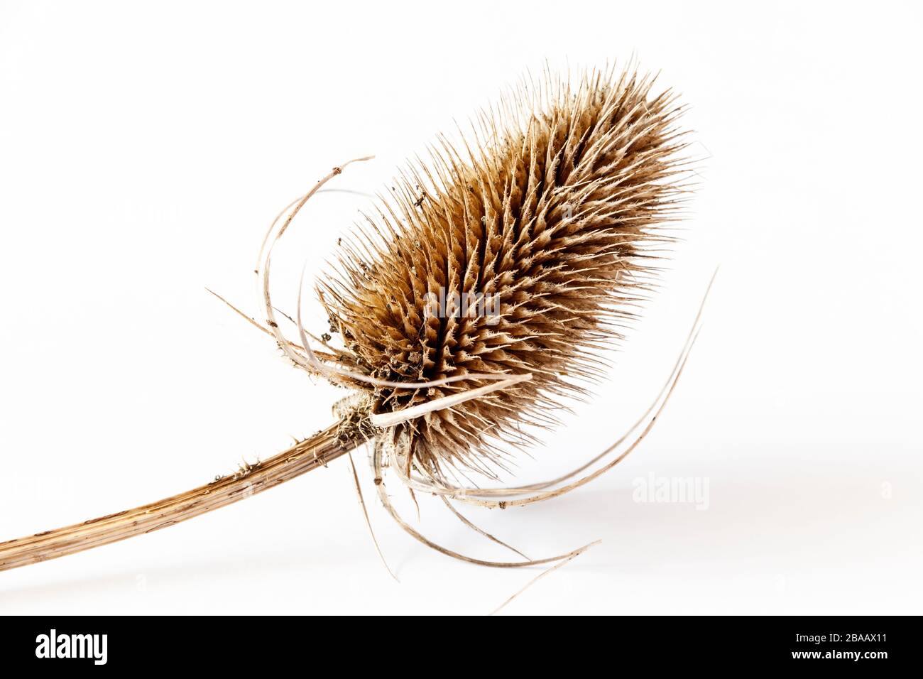 Una testa di semi di teasel asciutta su uno sfondo bianco Foto Stock