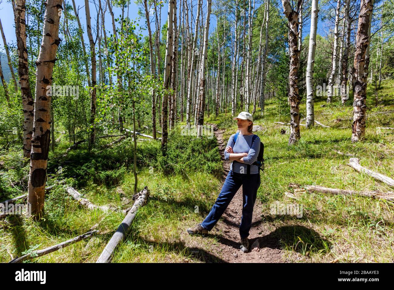 Escursionista femminile nel boschetto di alberi di Aspen vicino Monarch Pass, Chaffee County, Colorado, Stati Uniti Foto Stock