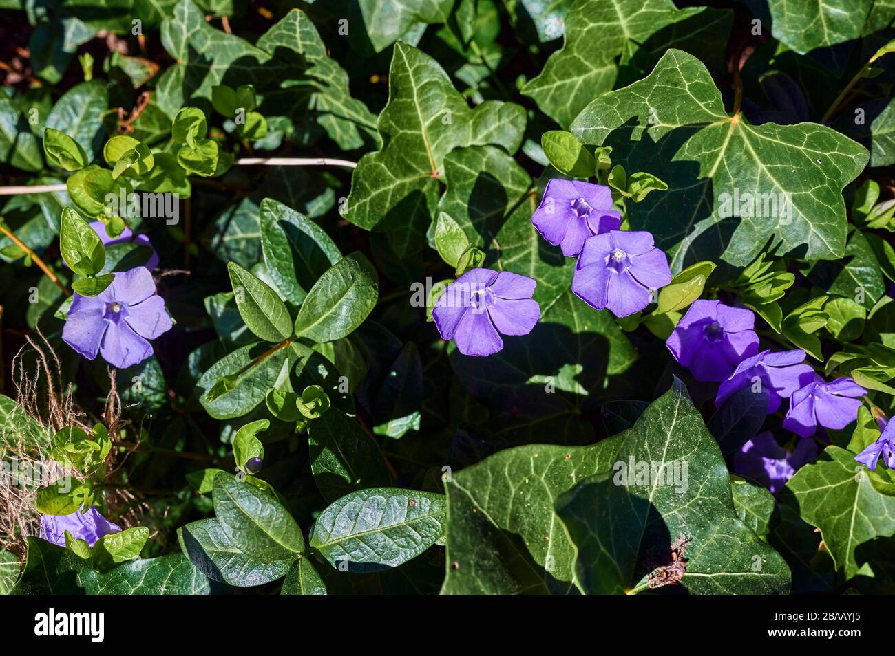 Primo piano del perivinkle comune (Vinca minore) con fiori viola brillante  in mezzo edera hibernica che sta ricoprendo il terreno Foto stock - Alamy