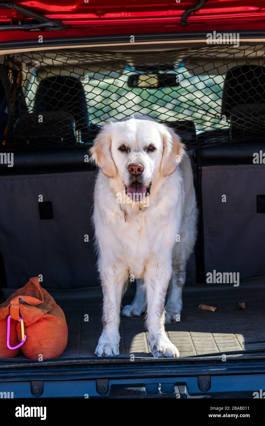Platinum colorato Golden Retriever cane nella parte posteriore di un Toyota 4Runner SUV; Central Colorado Ranch; USA Foto Stock