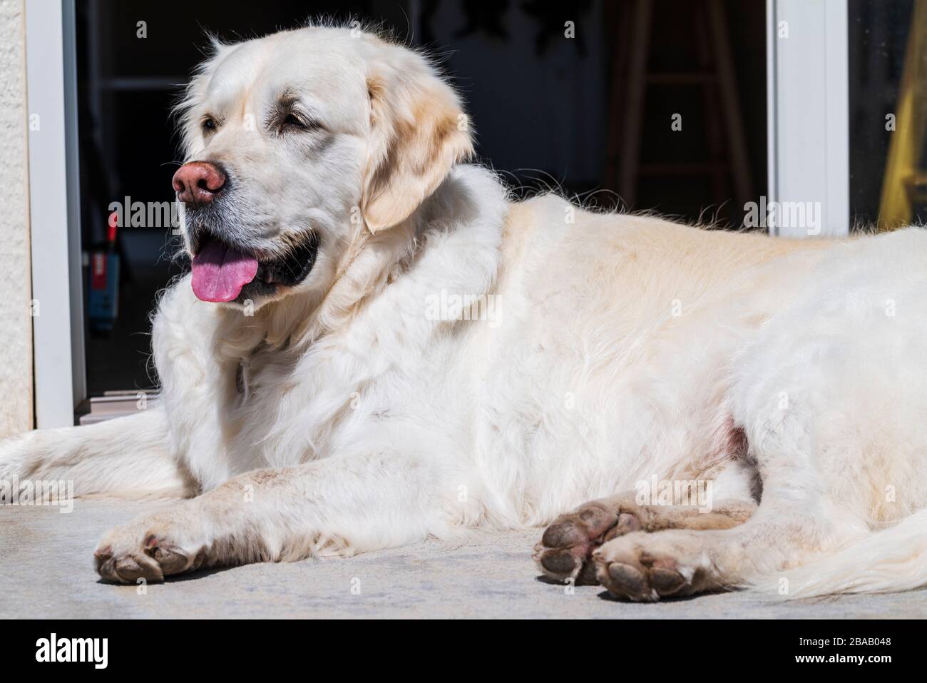 Platinum colorato Golden Retriever cane godere il sole Foto Stock