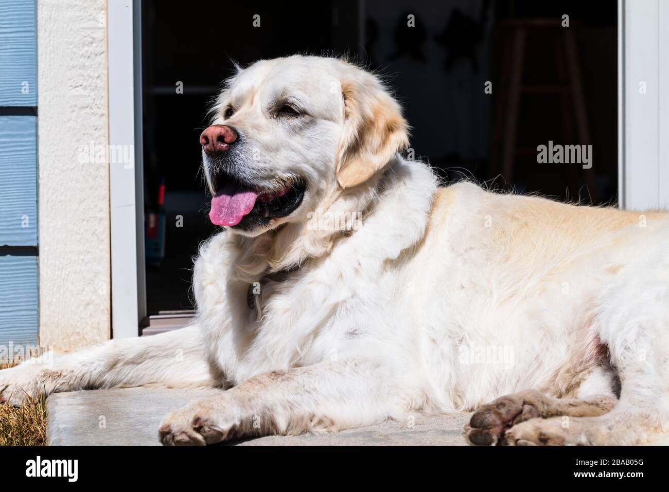 Platinum colorato Golden Retriever cane godere il sole Foto Stock