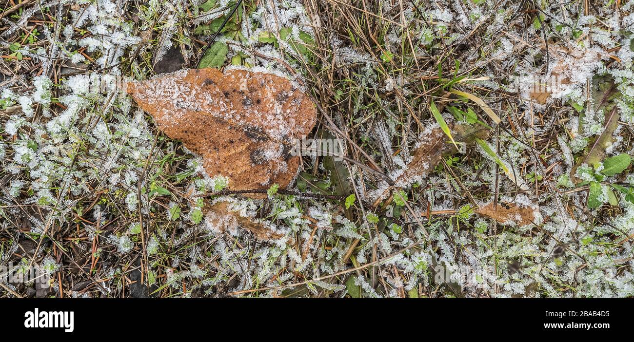 Primo piano di foglie cadute coperte di gelo in autunno Foto Stock