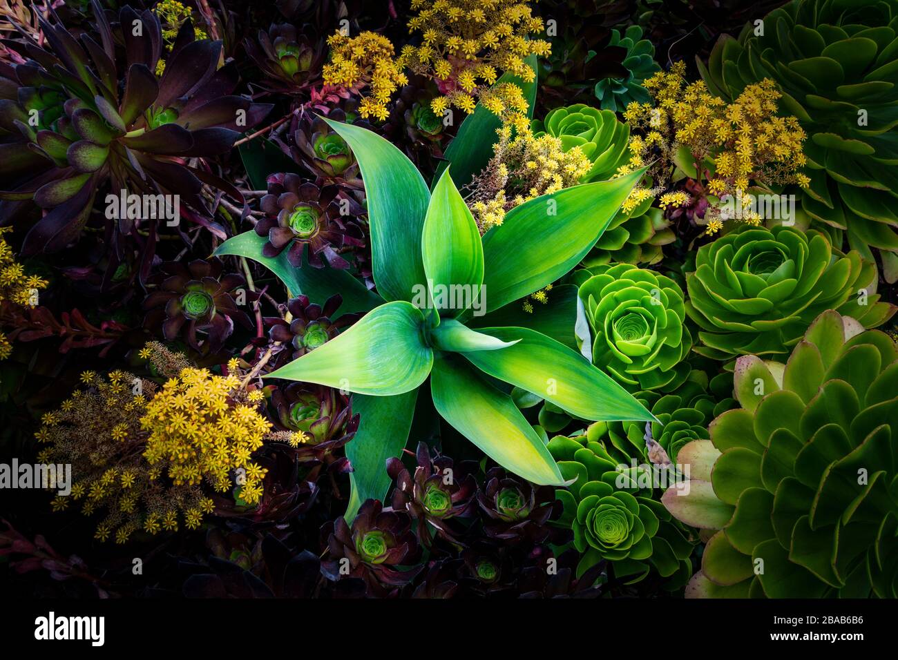 Varie piante succulente in giardino, Oakland, California, Stati Uniti Foto Stock