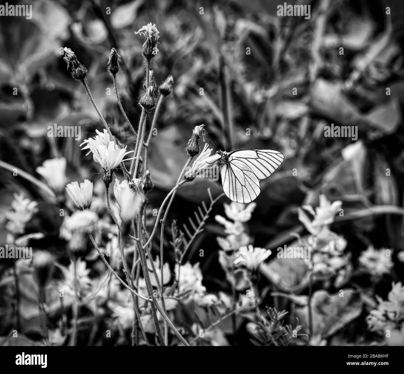 Farfalla bianca venata nera su testa di fiore, Tirolo, Austria Foto Stock