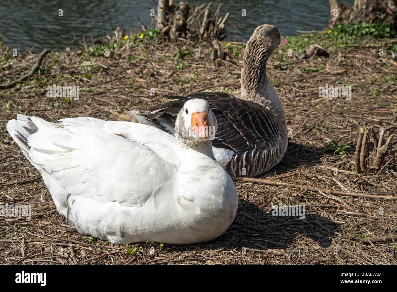 Oche a Roath Park Lake a Cardiff seduta e riposante tra il sentiero pedonale e il lago Roath Park in un giorno di aprile soleggiato Foto Stock