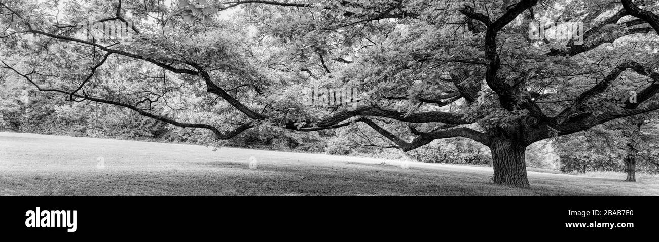 Vecchio albero nel parco, Stoccarda, Baden Wurttemberg, Germania Foto Stock